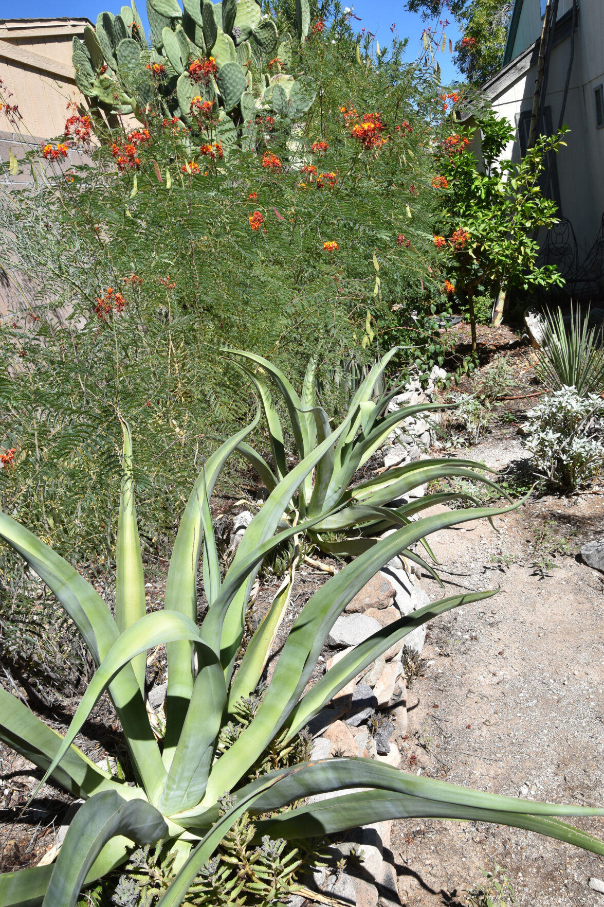 2023 Master Gardener Home Garden Show